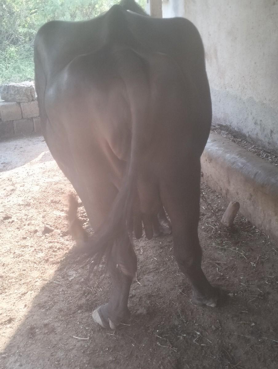 થંબનેલ 3