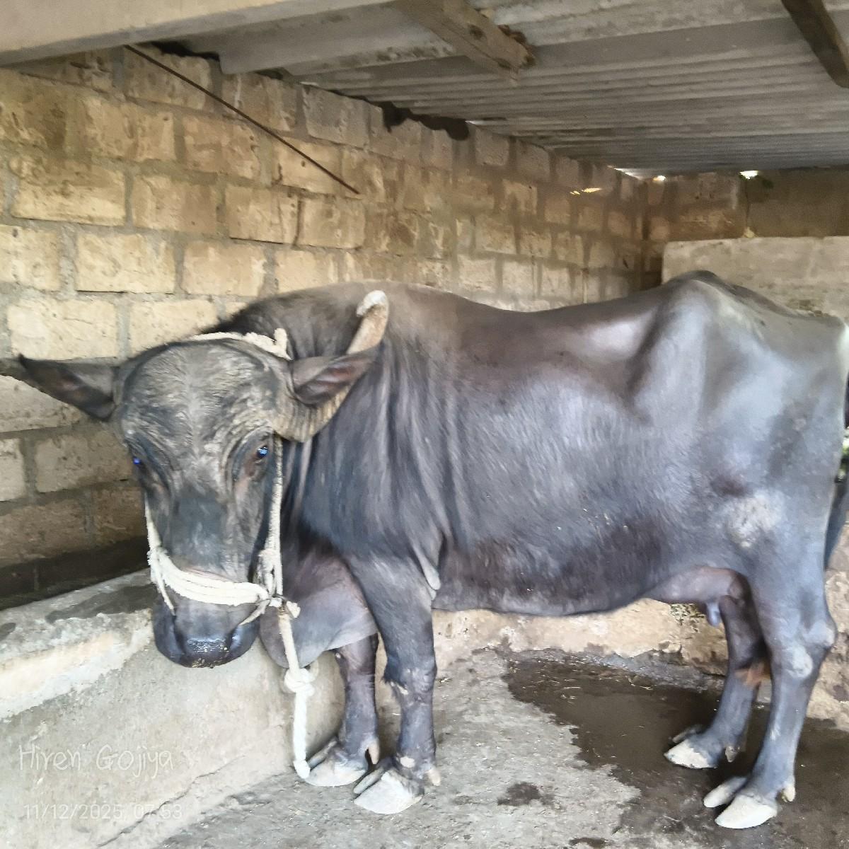 થંબનેલ 2