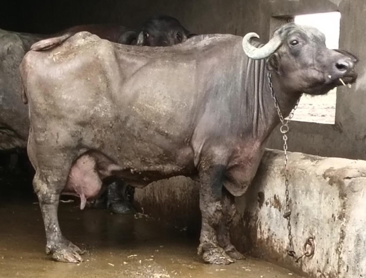 ભેંસ વેચવાની છે