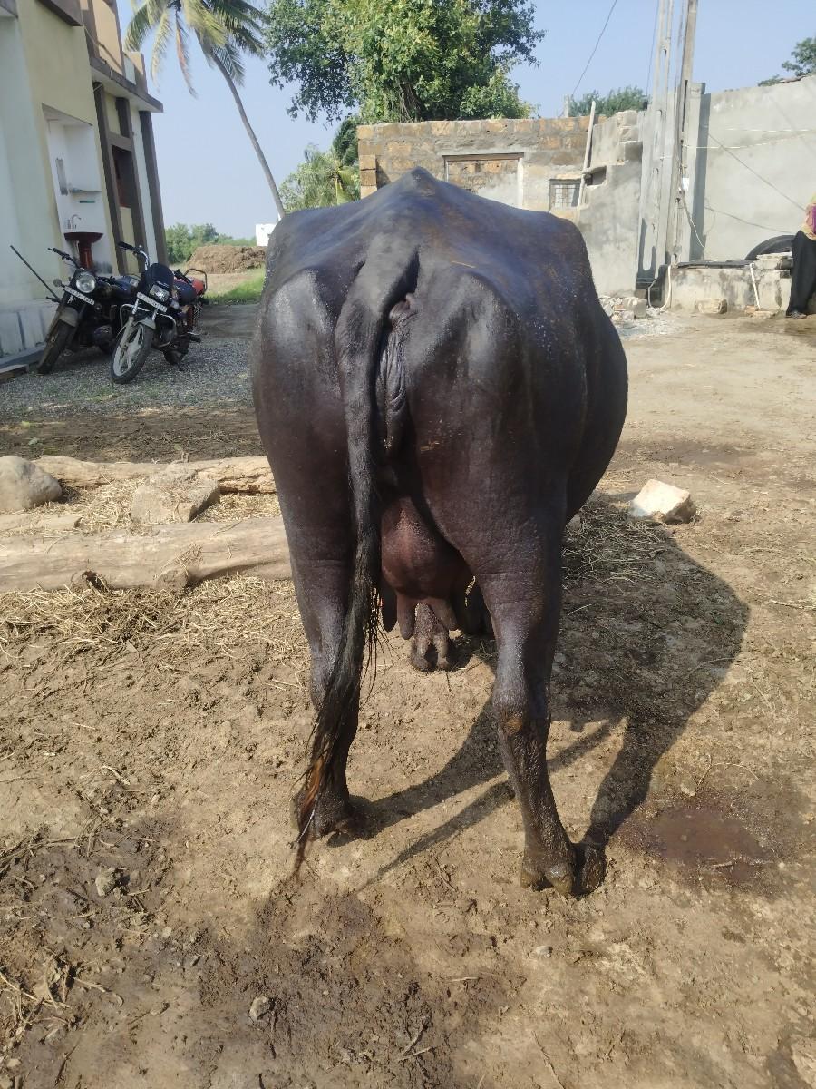 થંબનેલ 2