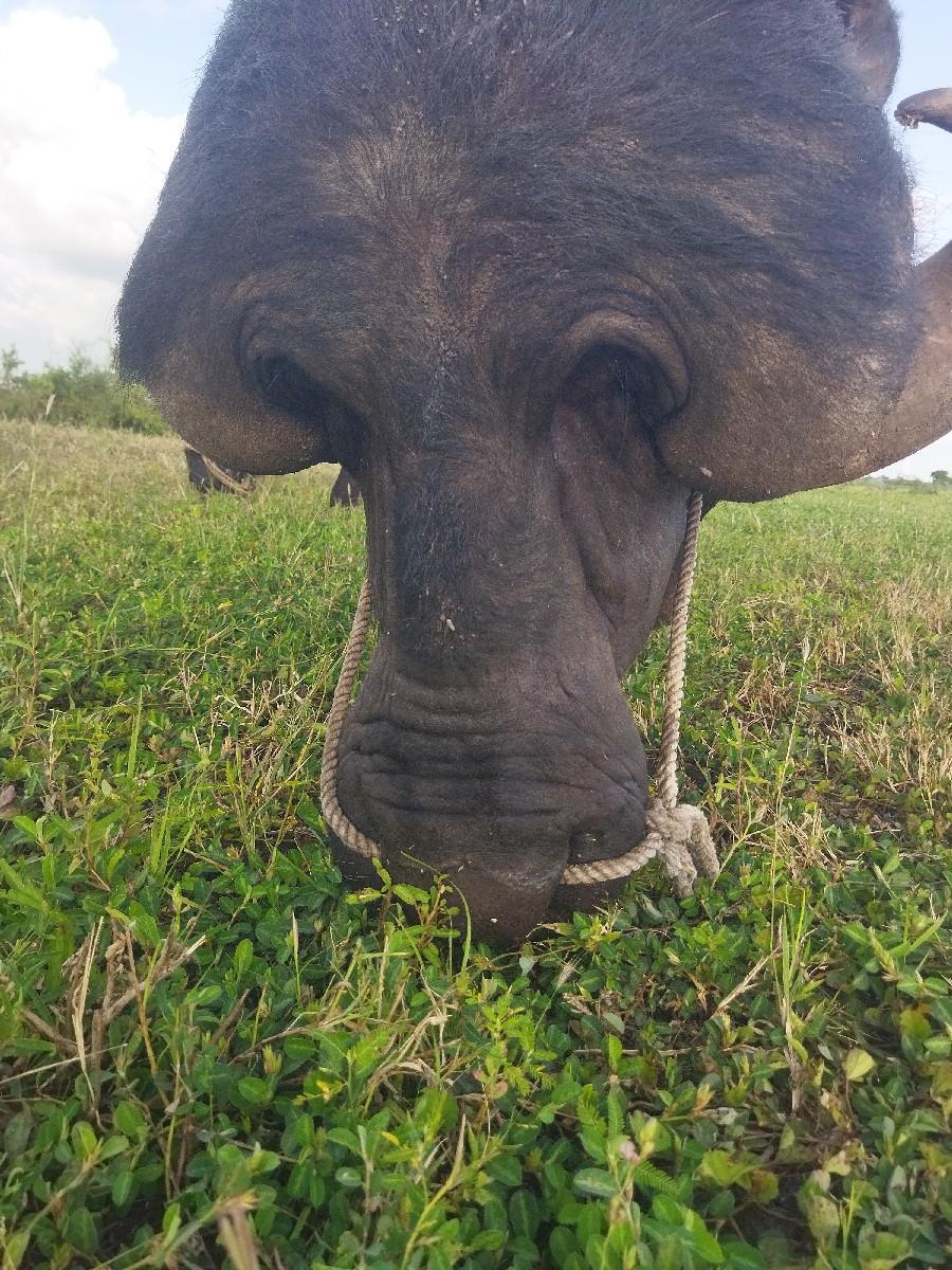 પાડો વેચવાનો  છે