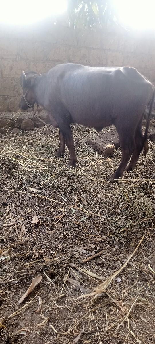 થંબનેલ 3