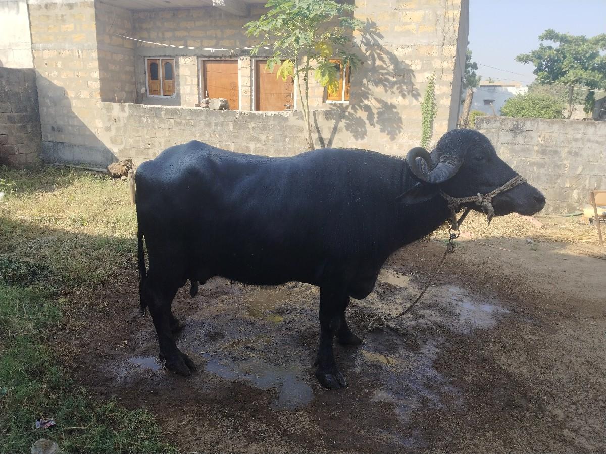 થંબનેલ 2