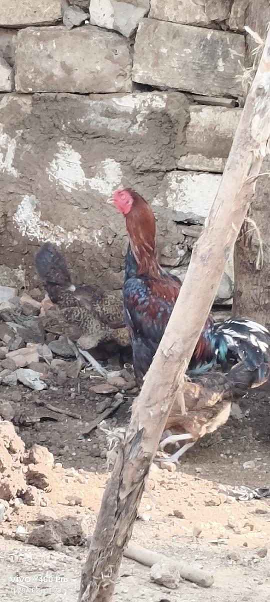 થંબનેલ 2