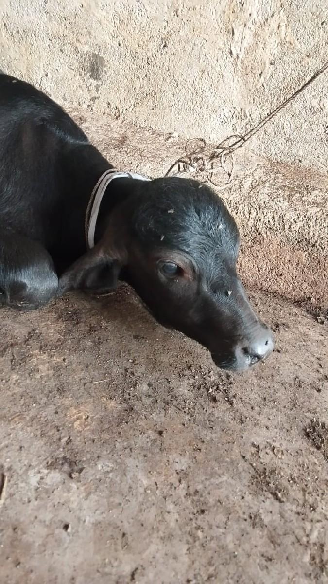 પાડો વેચવાનો છે