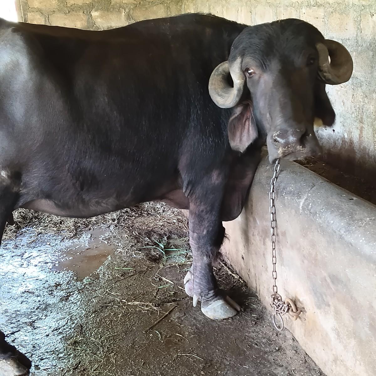 આ ભેંસ વેચવાની છે પેલું વેતર છે