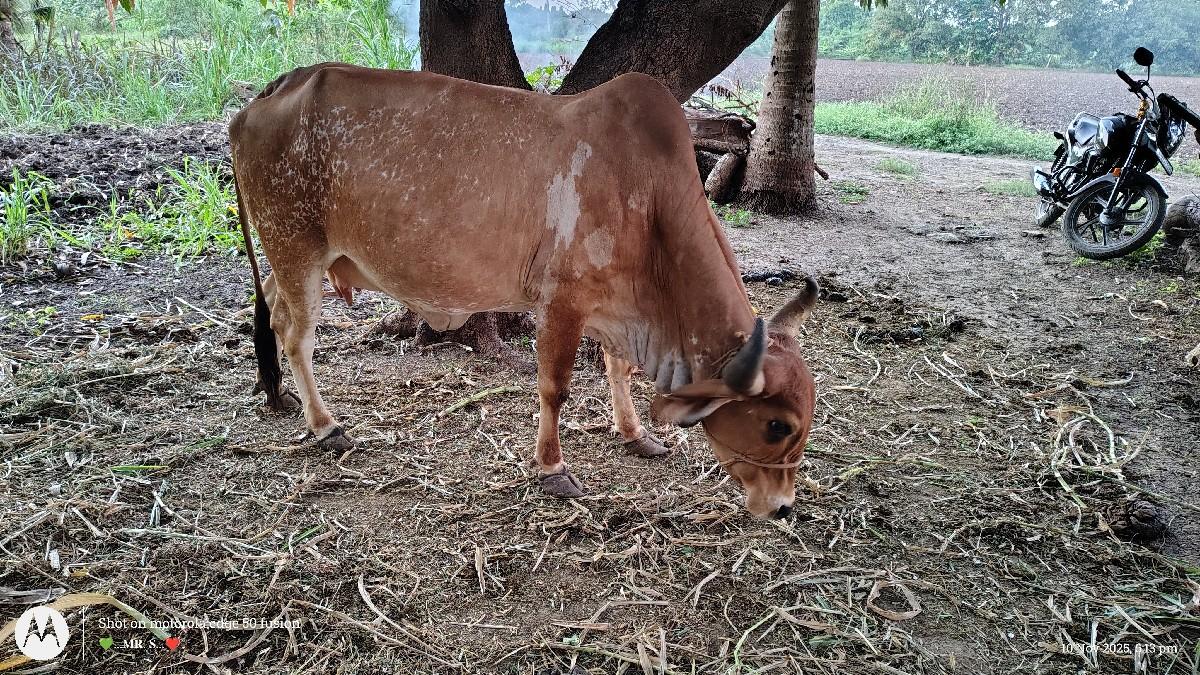 થંબનેલ 3