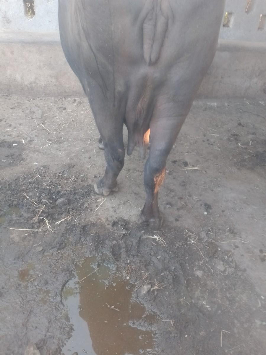 થંબનેલ 2