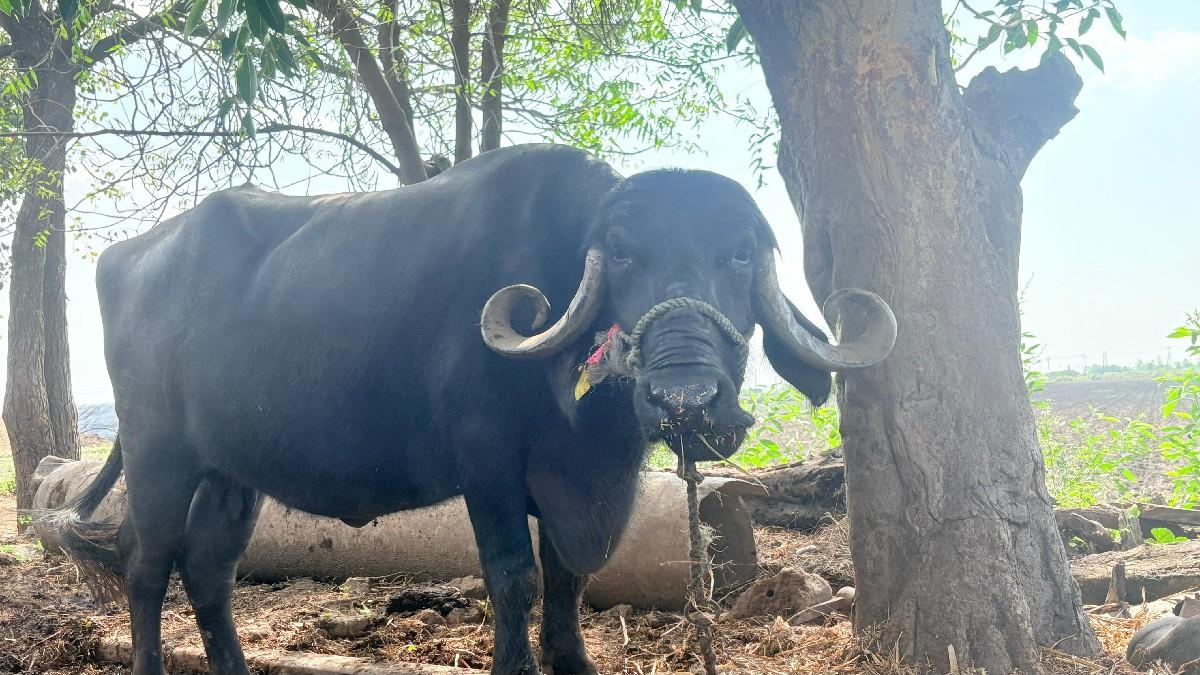 થંબનેલ 2