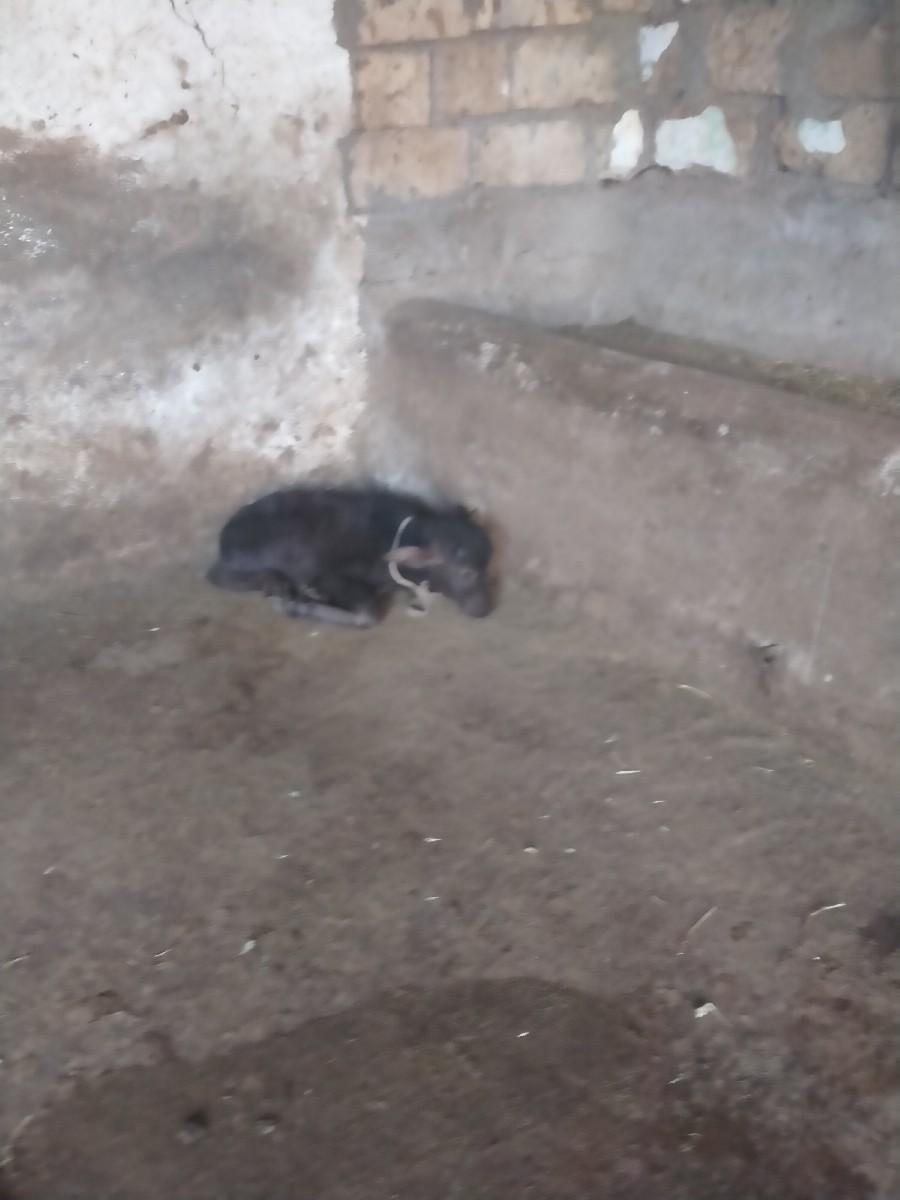 ભેંશ વેશવાનીછે