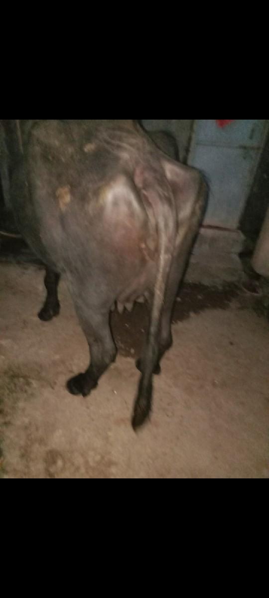 થંબનેલ 2