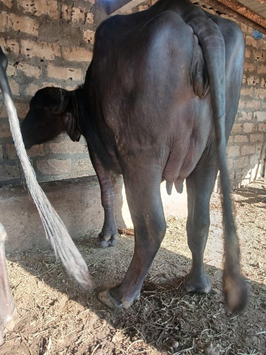 થંબનેલ 2