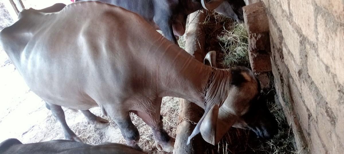 જાફરાબાદી ભેંસ