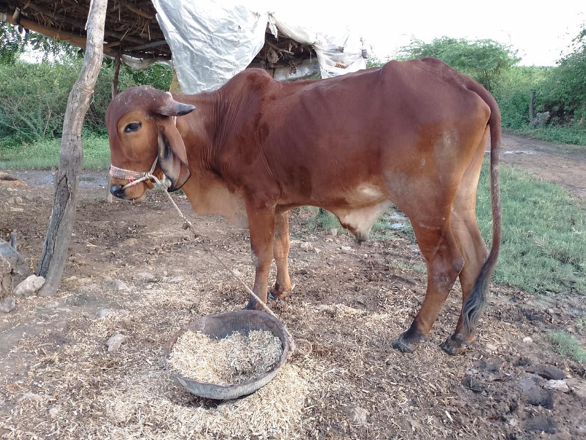 થંબનેલ 3