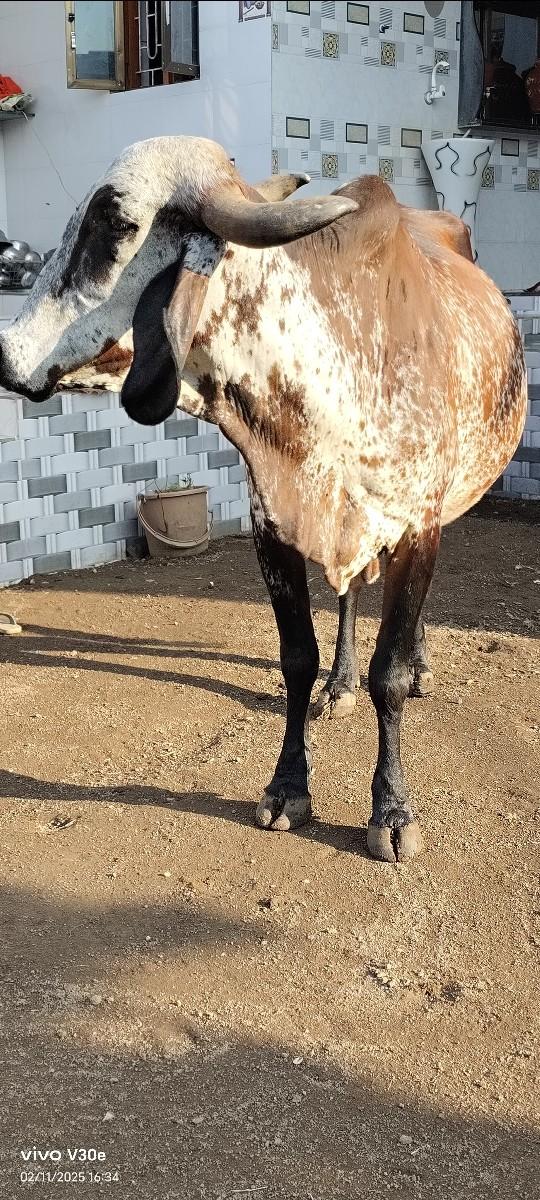 થંબનેલ 2