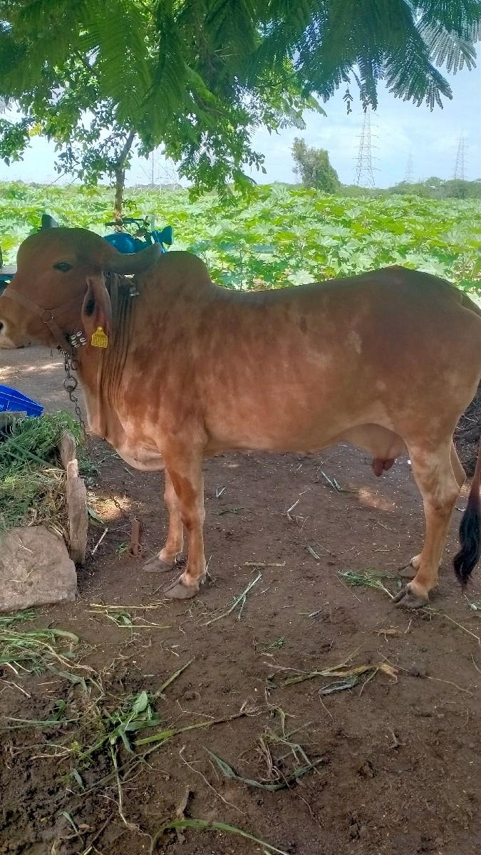 થંબનેલ 3