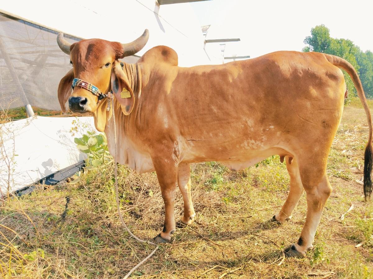 થંબનેલ 2