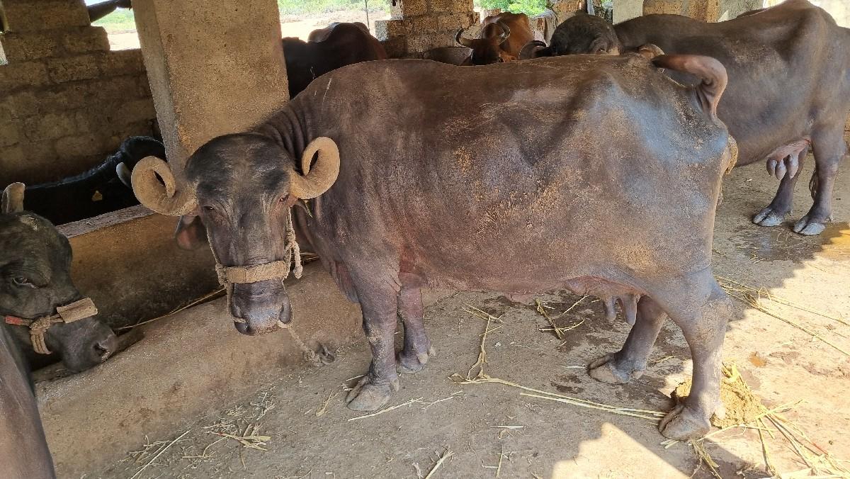 ભેંસ વેચવાની છે