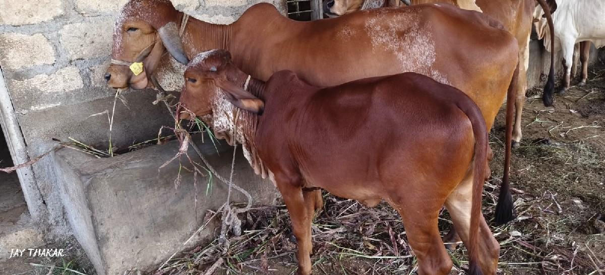 ગાય વેચવાની છે.