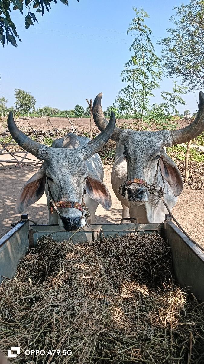 થંબનેલ 2