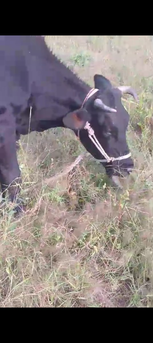 ગાય વેચવાની છે