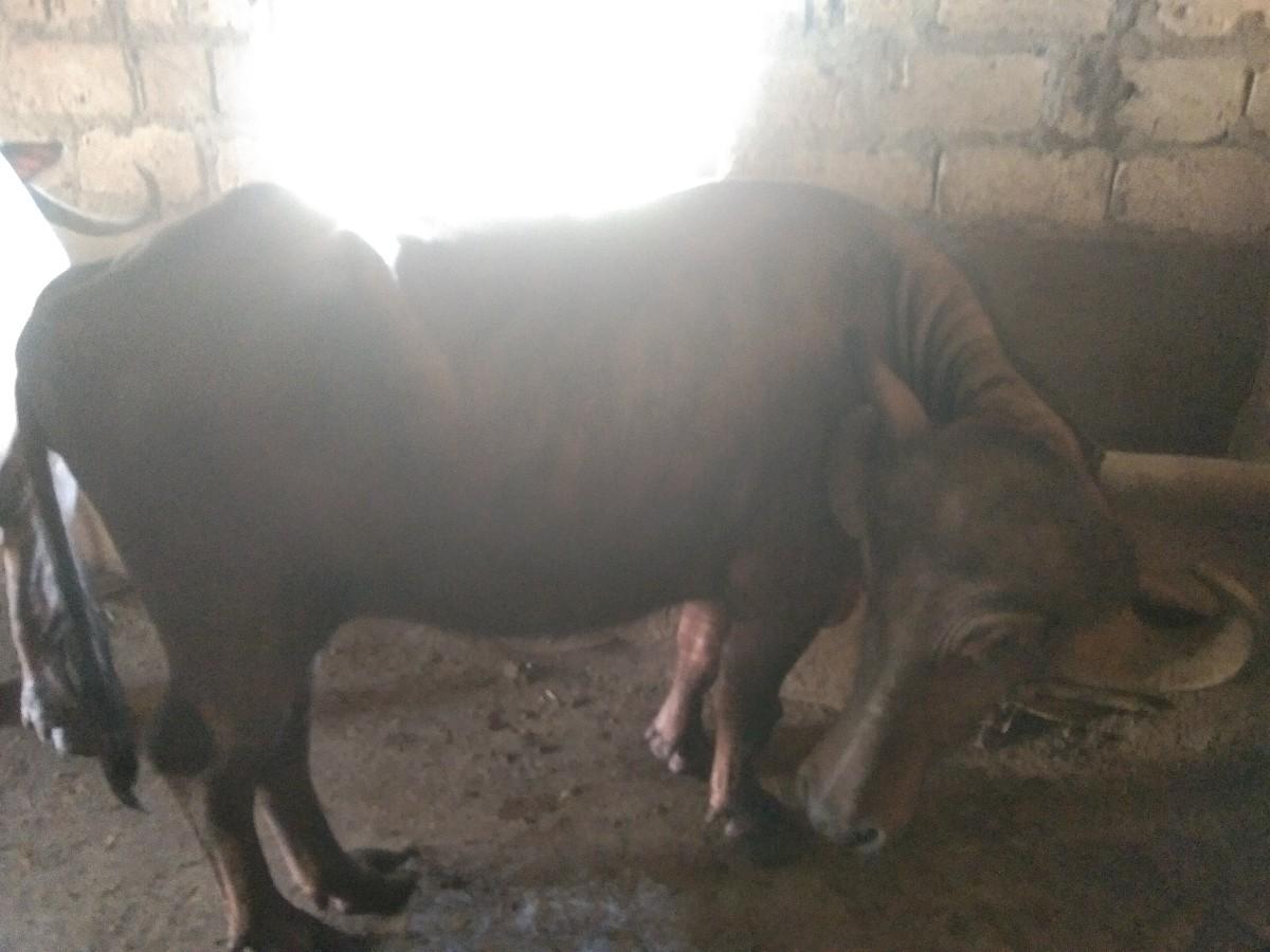 ખડાય વેશ વાની છે