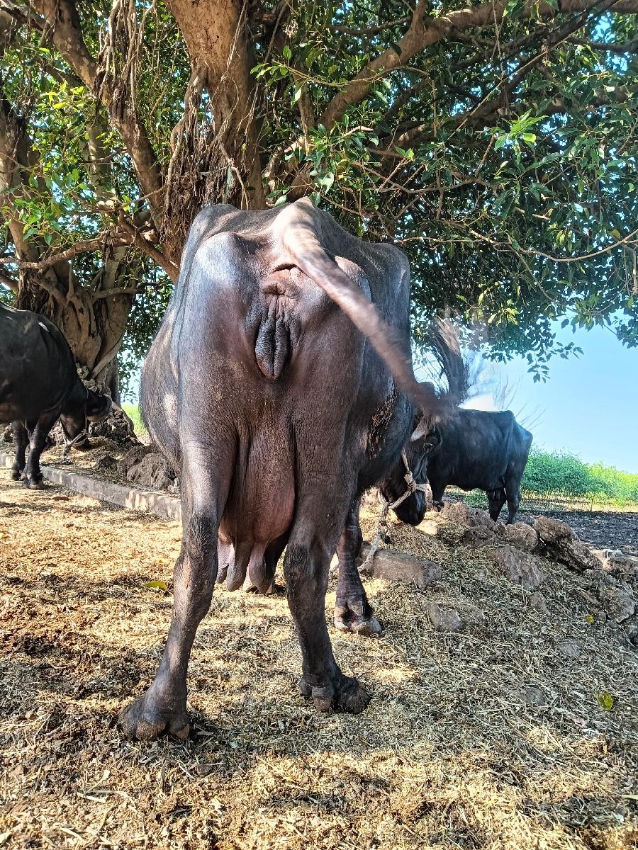 ભેંશ વેચવાની છે વેતર  4 વીયાહે