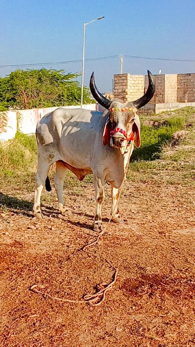 બીજી ઘરનો રોજો બદલો છે ફૂલ જવાબ