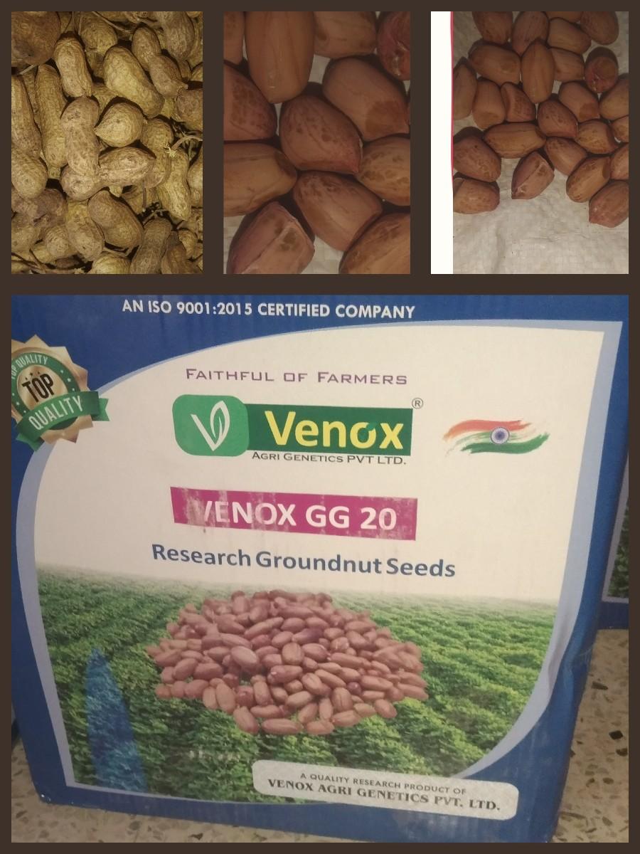 કોરી. માંડવી