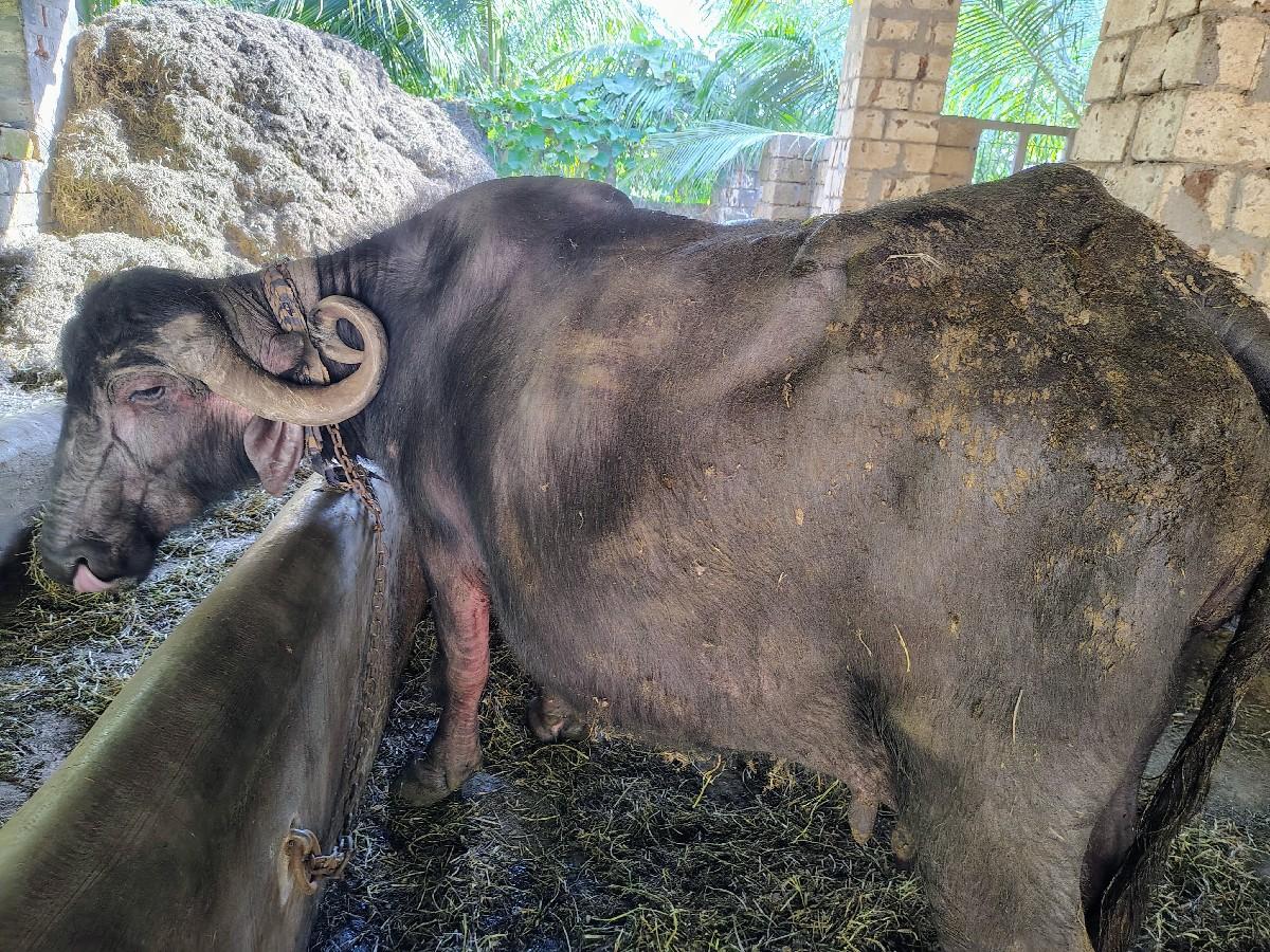 થંબનેલ 2