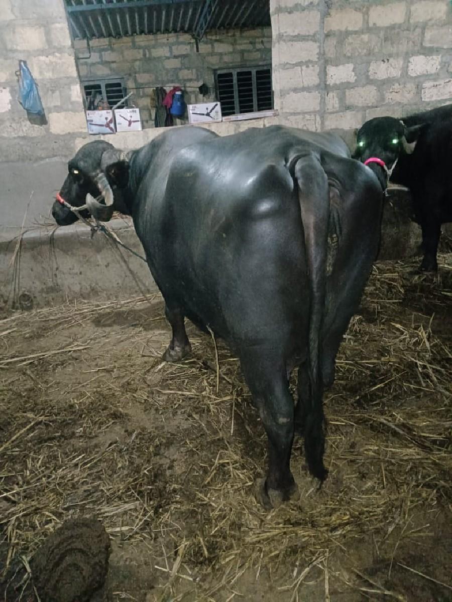 થંબનેલ 2