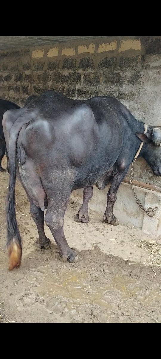 ભેંસ વેચવાની છે 3 વેતર