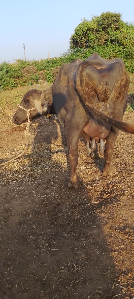 થંબનેલ 3