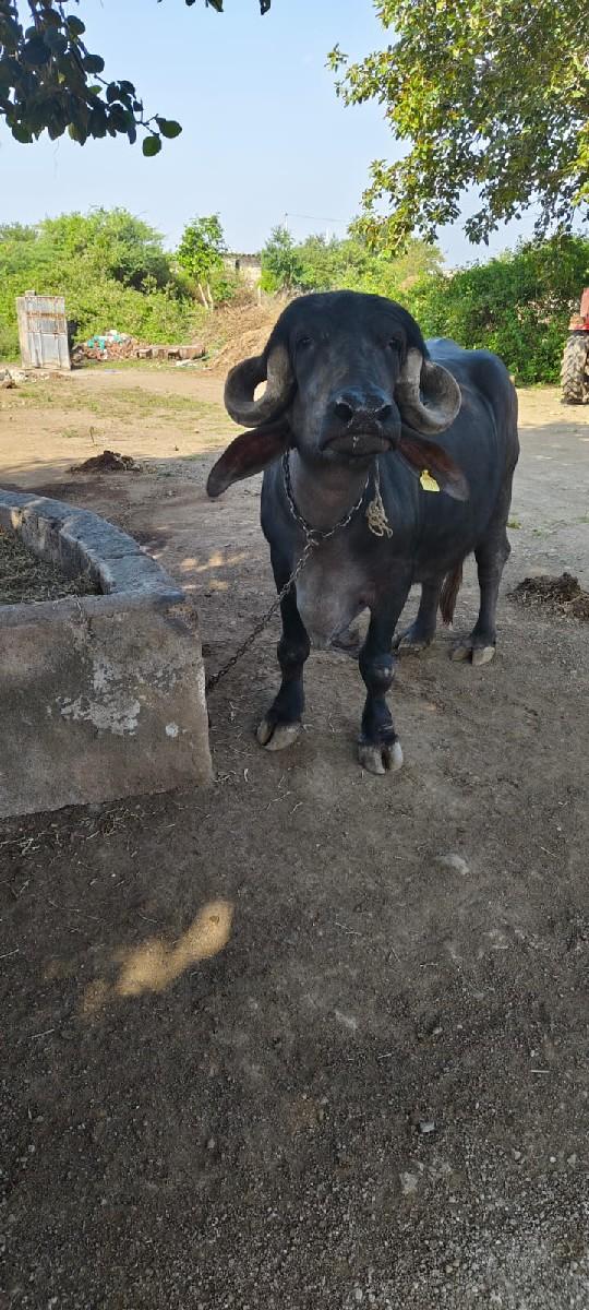 થંબનેલ 2