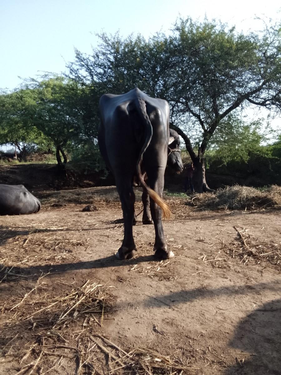 થંબનેલ 3