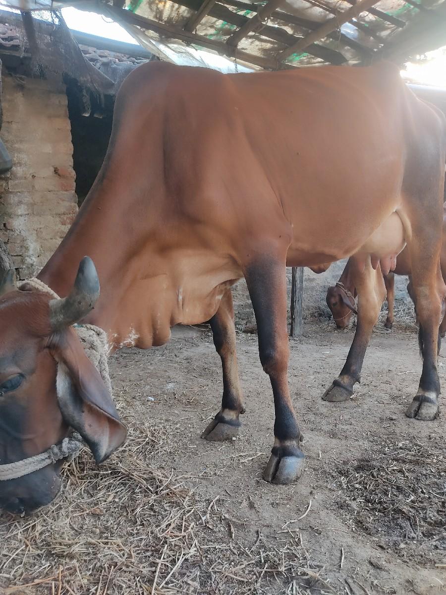 થંબનેલ 3