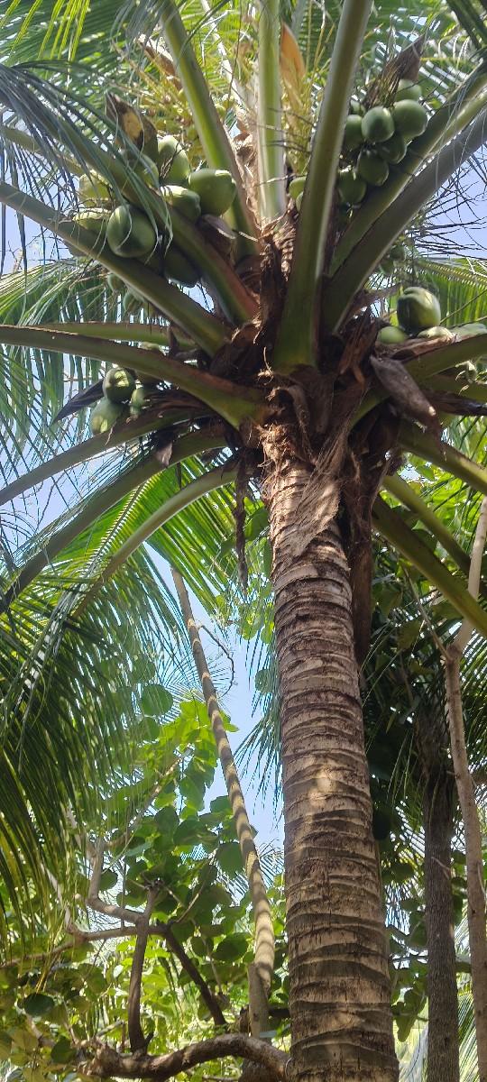 નારીયેલી ઝાડ કાપવાની દેવાની છે