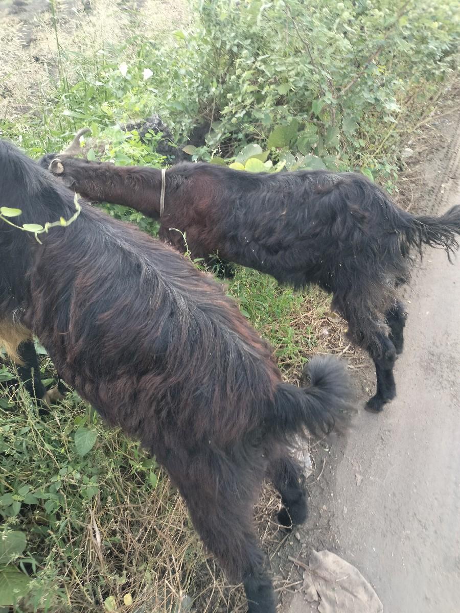 થંબનેલ 3