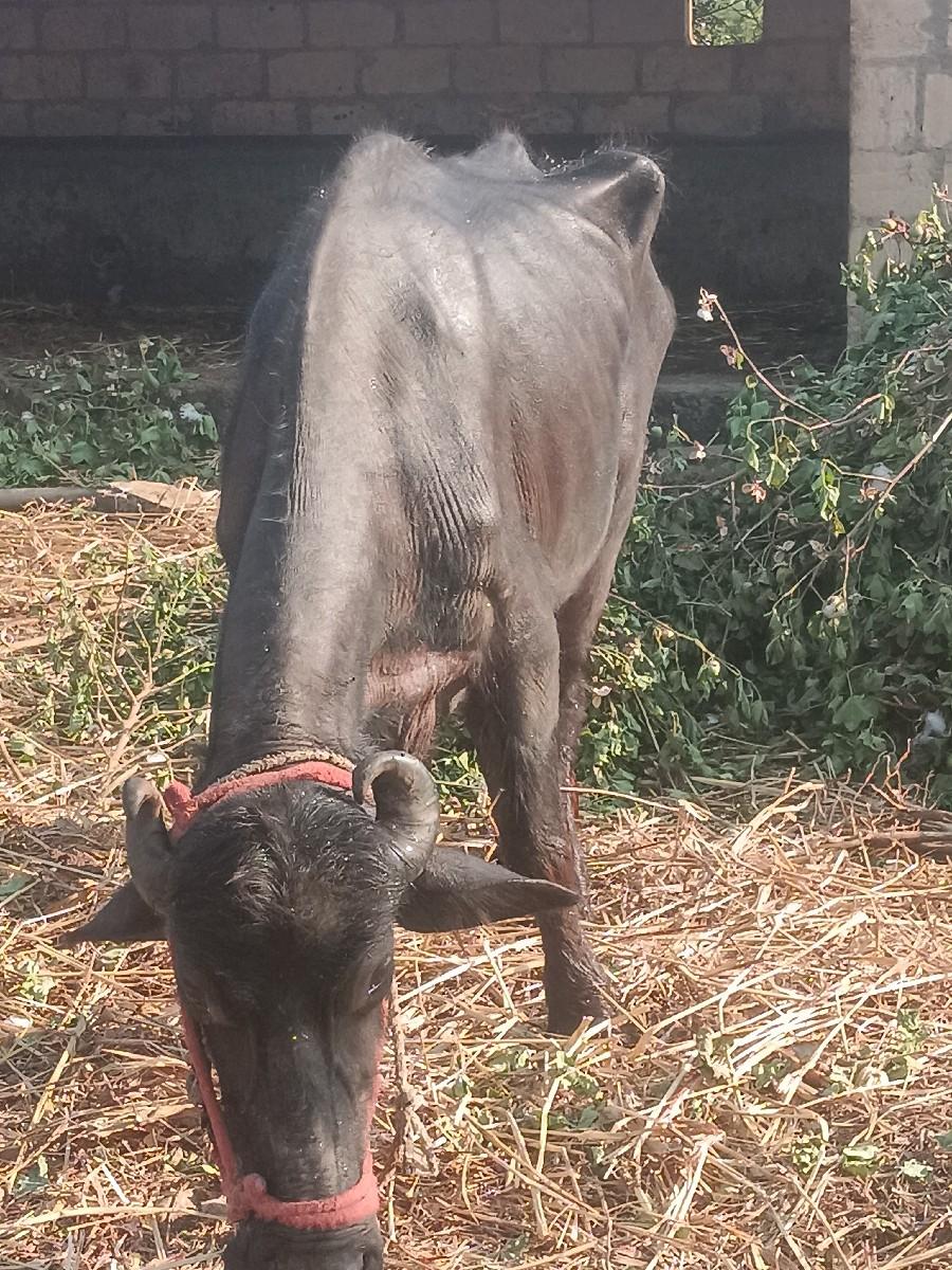 થંબનેલ 3