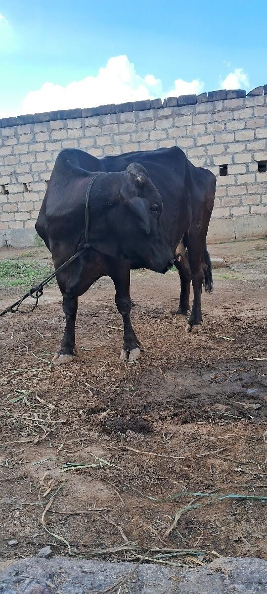 થંબનેલ 2