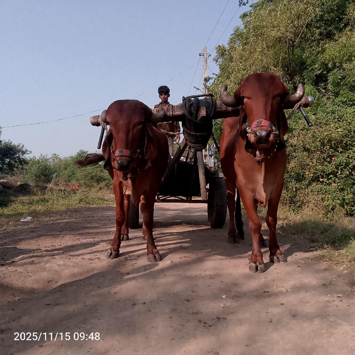 થંબનેલ 2