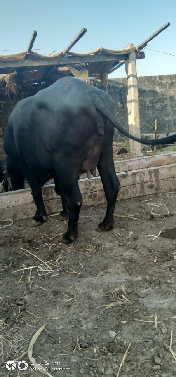 થંબનેલ 2