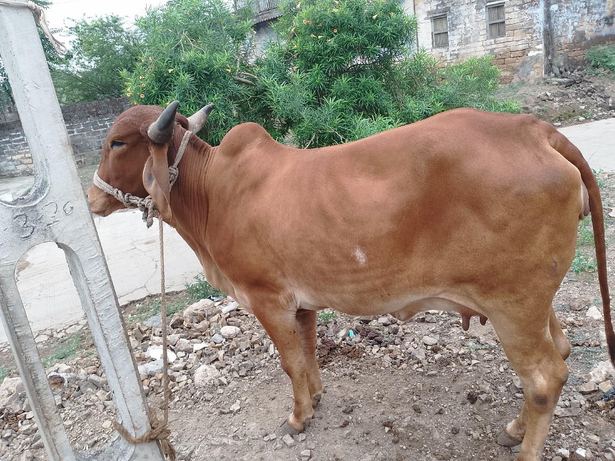 થંબનેલ 3