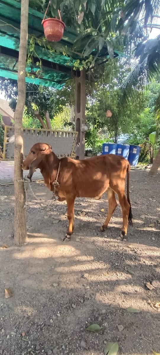 થંબનેલ 2