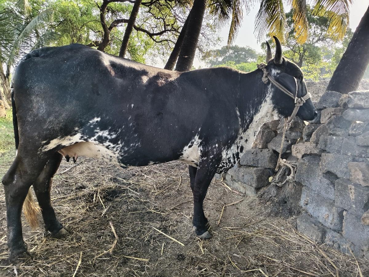 થંબનેલ 3