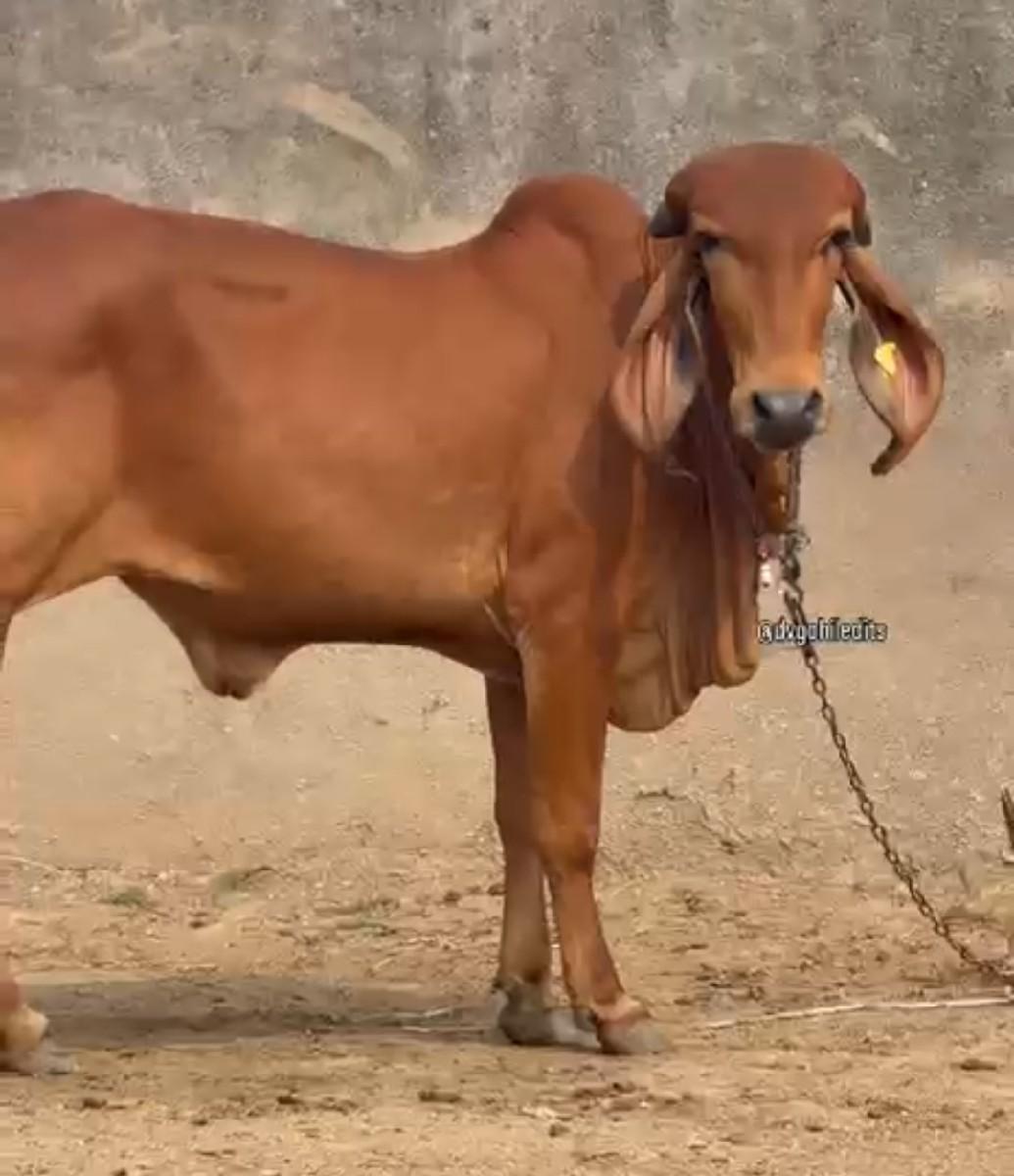 થંબનેલ 3