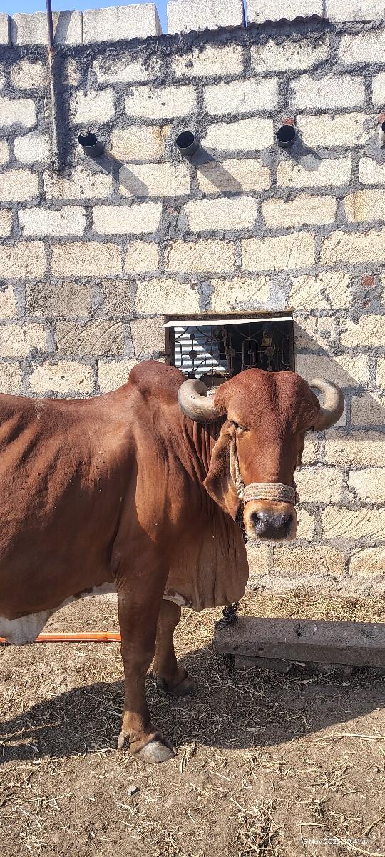 ગાય વેચવાની છે