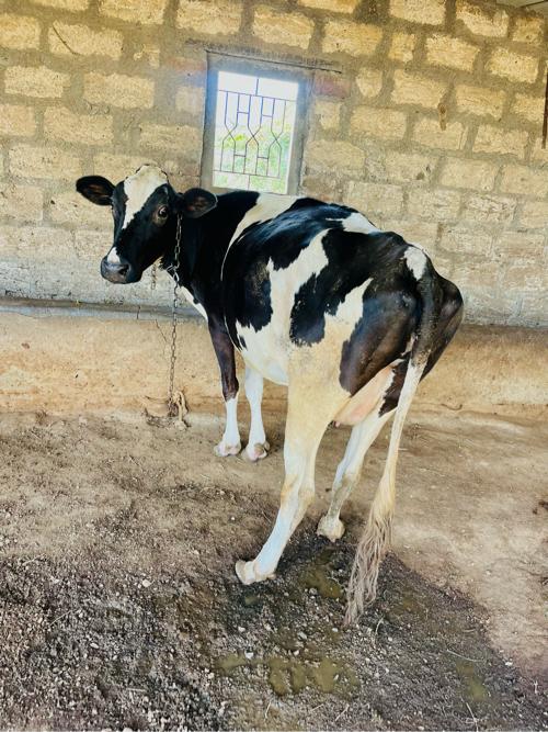 9773431500 Amit Rabari