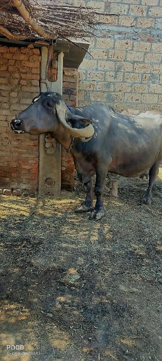 ભેંસ વેચવાની છે  10 લિટર દૂધ