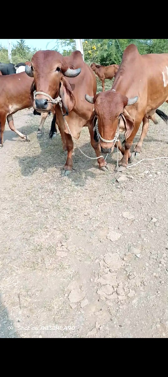 થંબનેલ 2